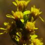 California Goldenrod (Solidago californica): These common natives tended to grow in groups in sunny areas.